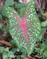 Caladium bicolor