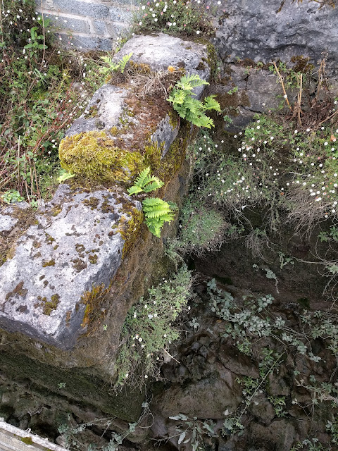 Stones with plenty of life attached