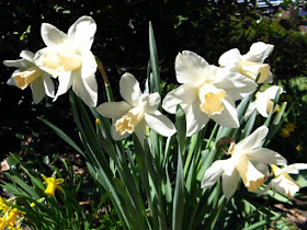 White daffodils in bloom at Paul Kane House gardens by garden muses: a Toronto gardening blog