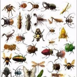 أنواع الحشرات وأسماؤها  