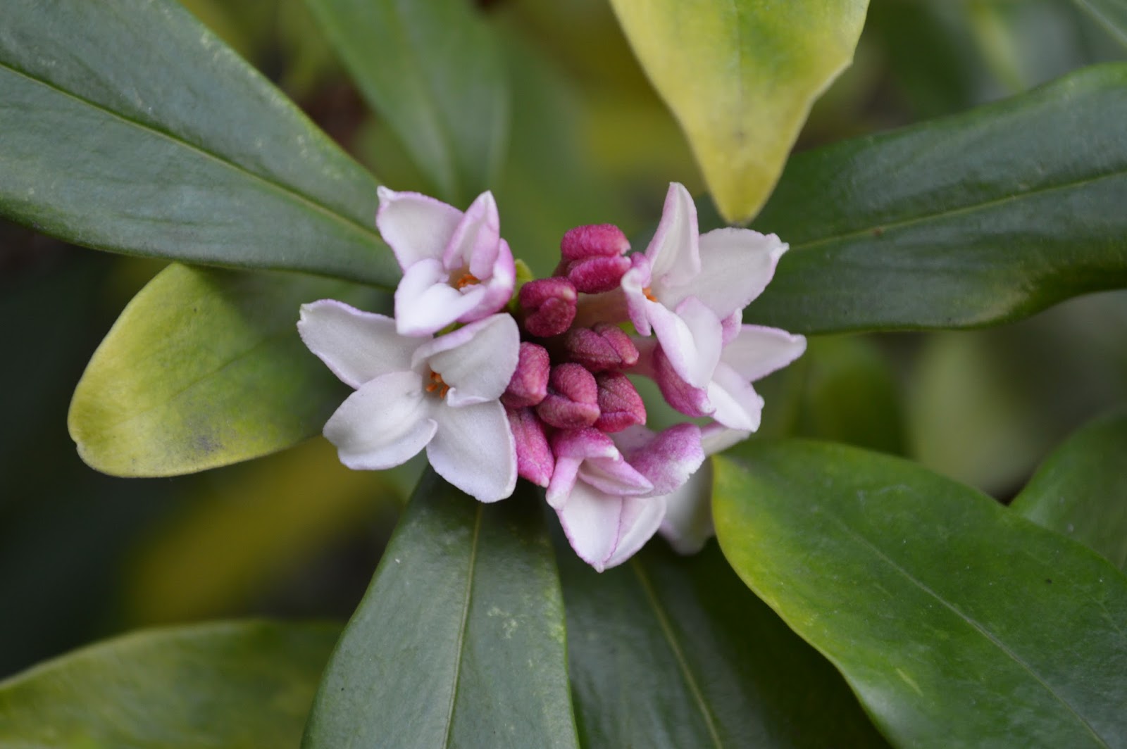 Travel In A Garden Aucuba Japonica