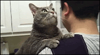 Cute Cat GIF • Aww... Cute Cat hugging and cuddling his human. “I love you Dad, don't leave me.”