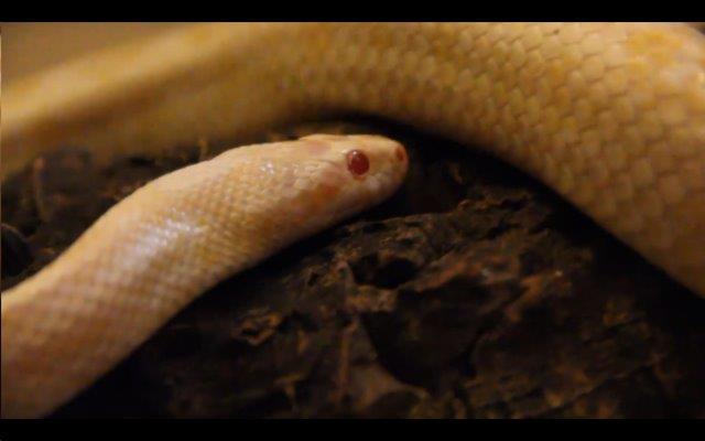  Albino Snake