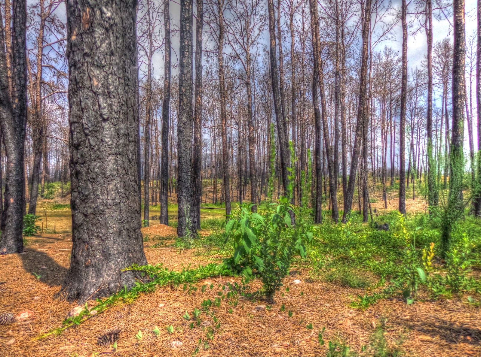 Highly Defined Reality A Daily Photo Blog by Micah Goff Scars of the