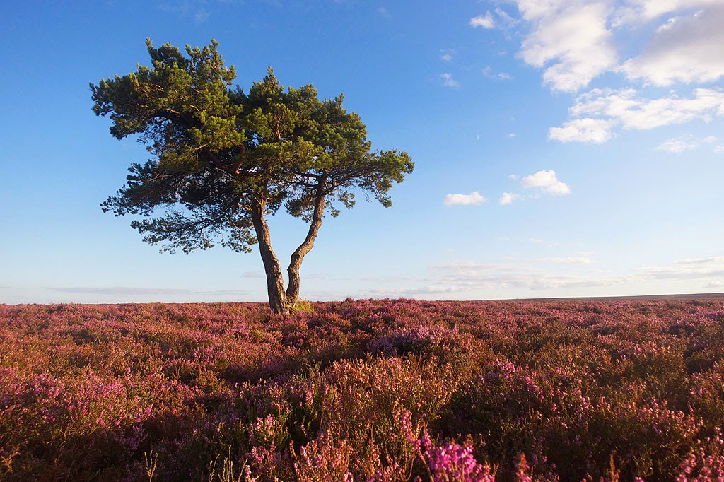 heather north york moors, lone tree egton bridge