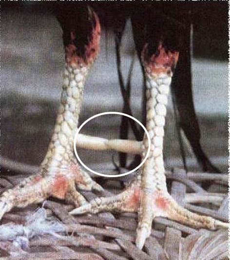 Ciri Kaki Ayam Jawara Youtube