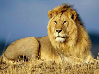 Asiatic Lion Conservation Project Asiatic Lion Conservation Project