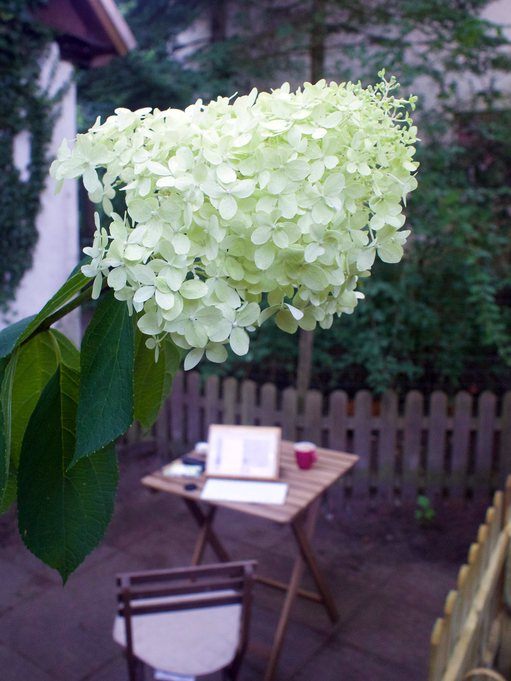 Im Garten Und Am Wegesrand August 2013