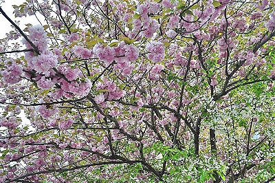 Blossom trees in Paris 5 Parisian Things #3