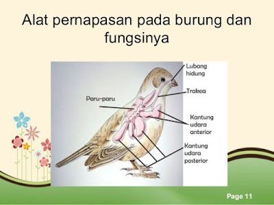 Pembelajaran Tematik IPA Kelas 5 Tema Organ Tubuh Manusia dan Hewan