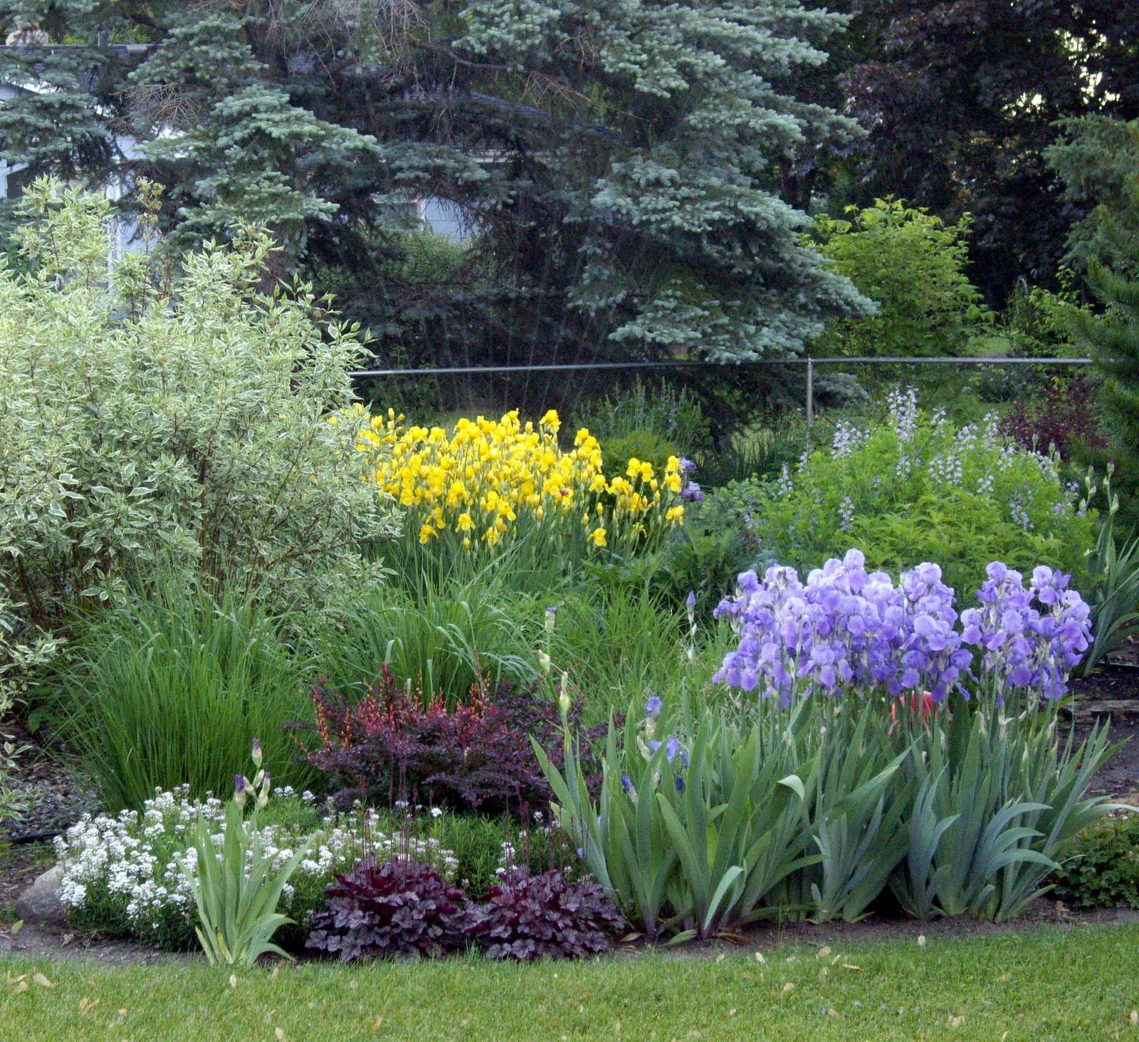 World of Irises Mass Plantings for a Breathtaking Display World of Irises Mass Plantings for a Breathtaking Display