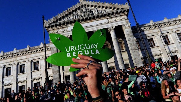 Gobierno de Uruguay comienza a vender marihuana en las farmacias para competir contra el narco