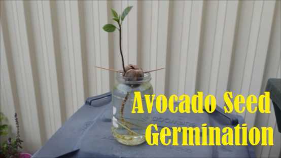how to pinch back avocado tree