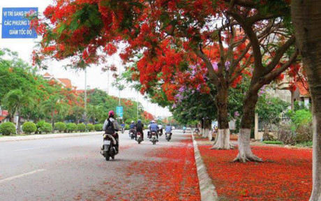 Hoa phượng đỏ rực rỡ trên Facebook tháng 5 - Ảnh 7 Hoa phuong do ruc ro tren Facebook thang 5 - Anh 7