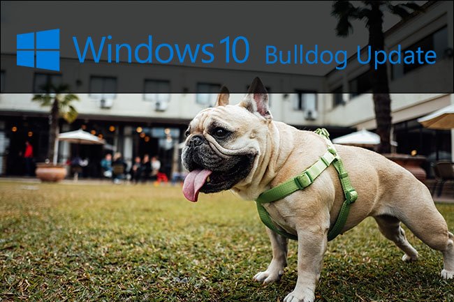 bulldog-windows10-update