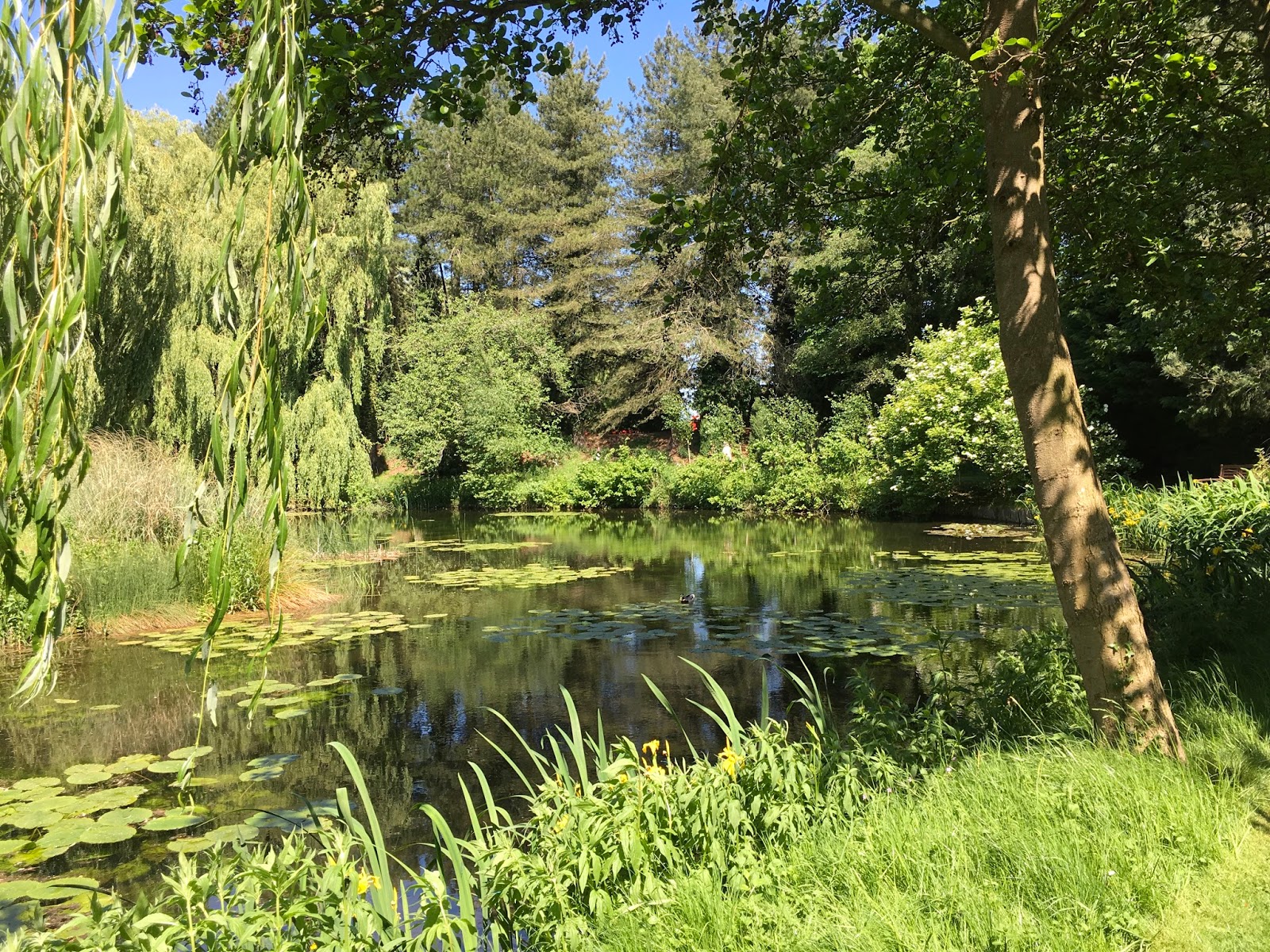 Ramblings from an English Garden Gooderstone Water Gardens, Norfolk