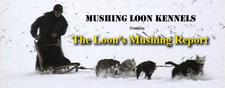 The Loon's Mushing Report