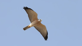 Levant Sparrowhawks - Israel 2019