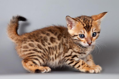 Bengal Cat Breed: Personality, Health, Care and Grooming Bengal Cat Breed: Personality, Health, Care and Grooming