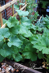 raised beds, raised beds on a slope, vegetable garden, building project, diyDesignFanatic.com