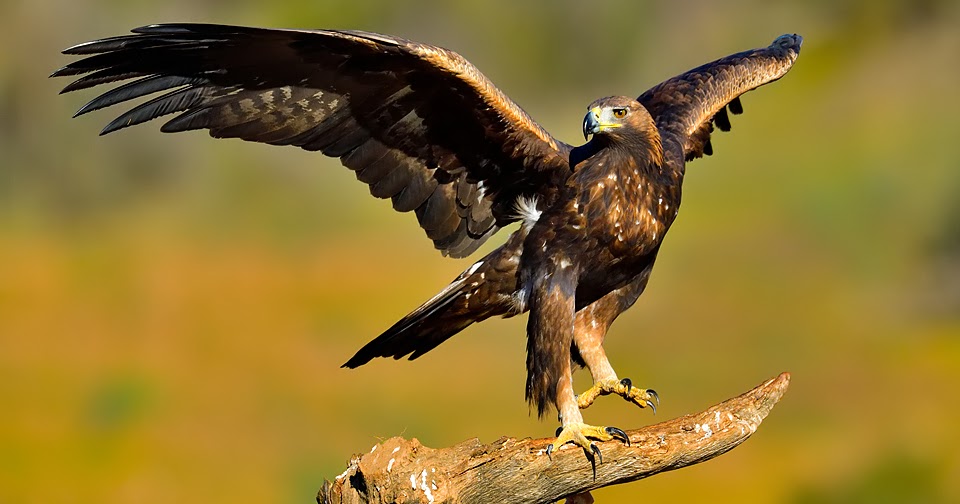 Naturaleza y Luz: Simbolismo del águila real