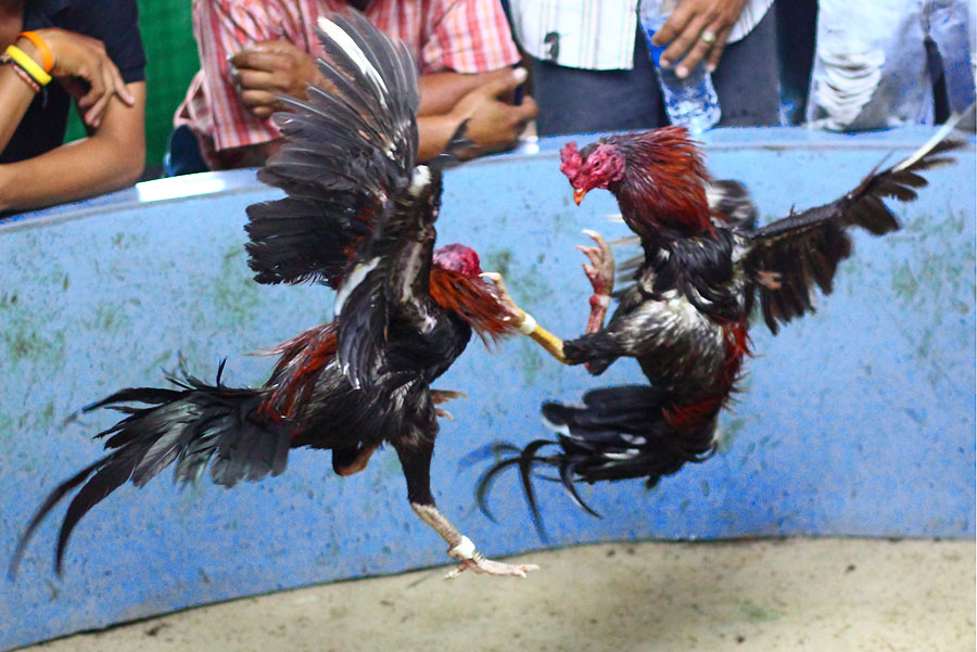 ciri supit belakang ayam aduan pukulan maut pecinta ayam jago bangkok