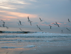 birds together fly why bird flying crows