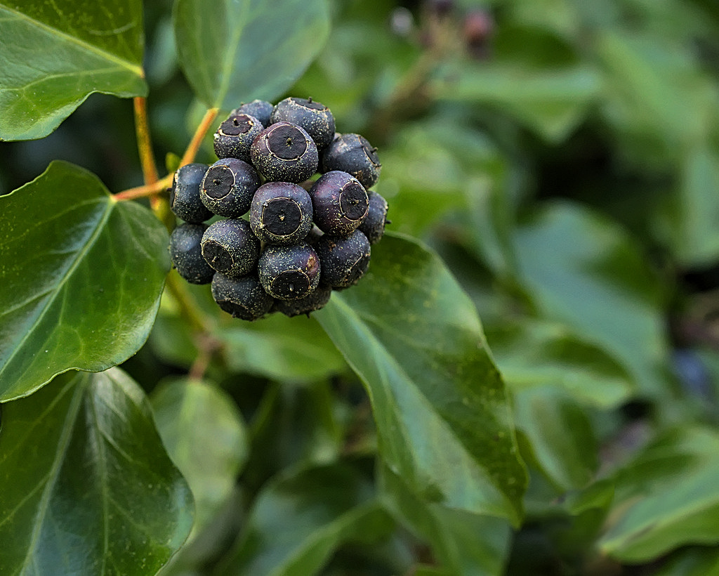 Milton Country Park Through the Year: February 2017