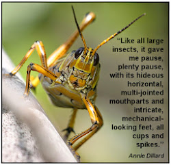 pilgrim frog dillard tinker death creek