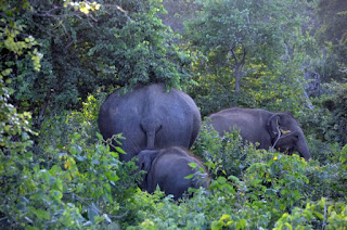 Elefantenkühe - female elephants