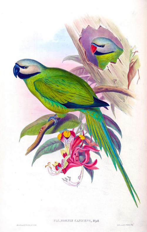 Indian birds - Nicobar parakeet - Psittacula caniceps