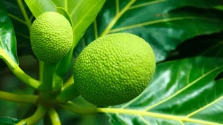 Growing breadfruit