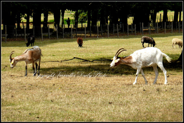 Chèvres goats château de Versailles