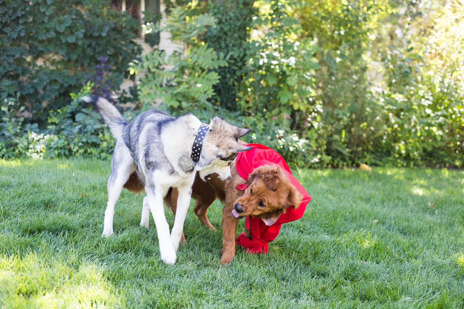do it yourself divas: Little Red Riding Hood Cloak Halloween Costume Dog or Pet Video Tutorial