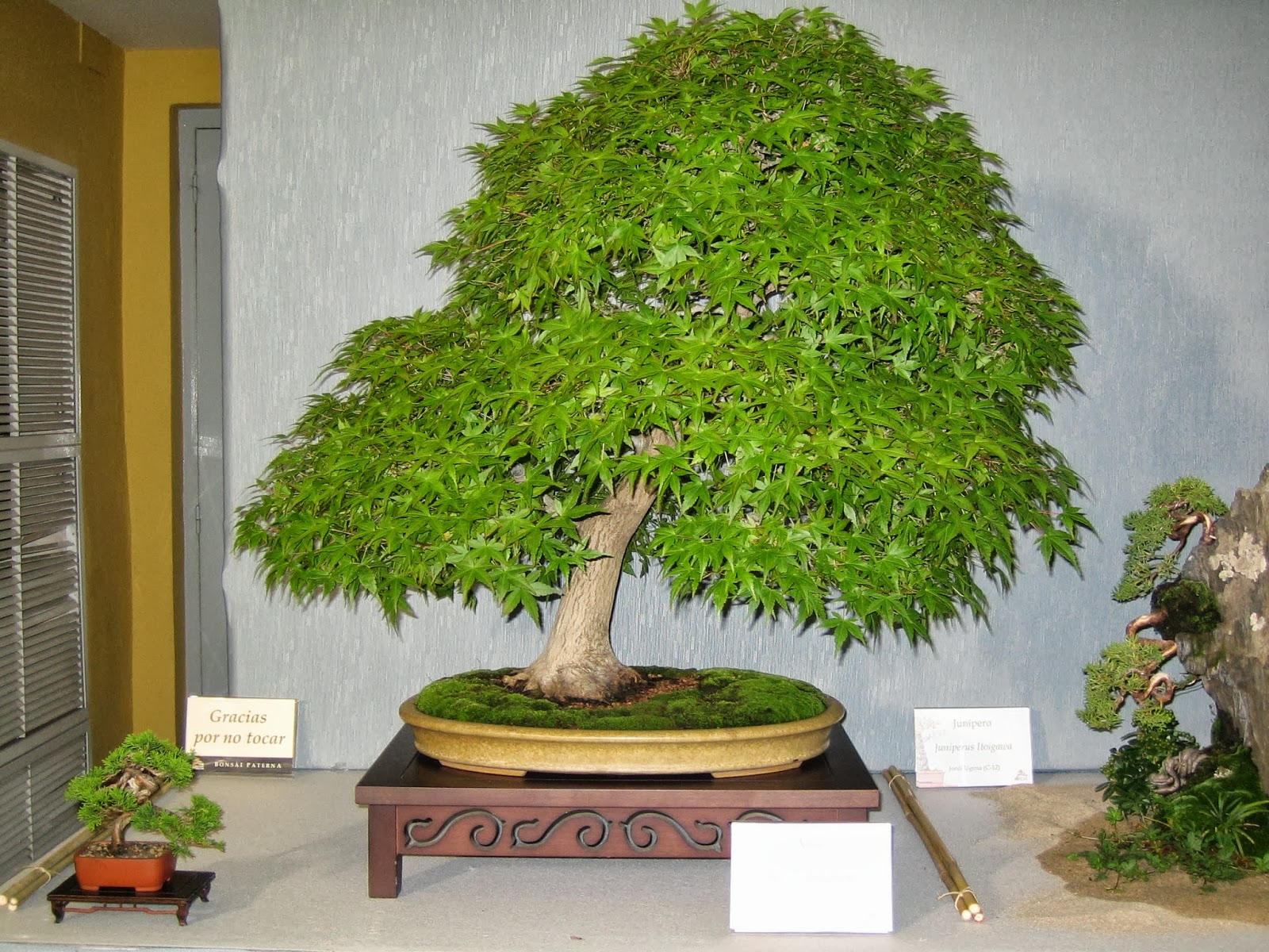 Asociacion Valenciana de Bonsai 2008 II Exposicion Bonsai Paterna