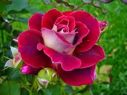  Manfaat  Bunga  Mawar untuk  Kesehatan dan Kecantikan  15Manfaat