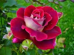 Manfaat Bunga Mawar untuk Kesehatan dan Kecantikan Manfaat Bunga Mawar untuk Kesehatan dan Kecantikan