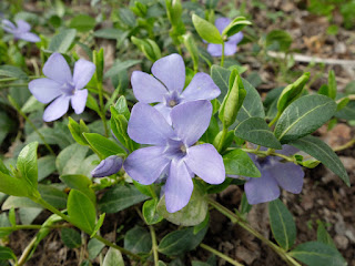 Энергия и магия лекарственных трав: где и как использовать, Энергетические магические и обережные свойства растений: где и как использовать, талисманы и обереги, народные поверья, как очистить дом с помощью растений, http://prazdnichnymir.ru/