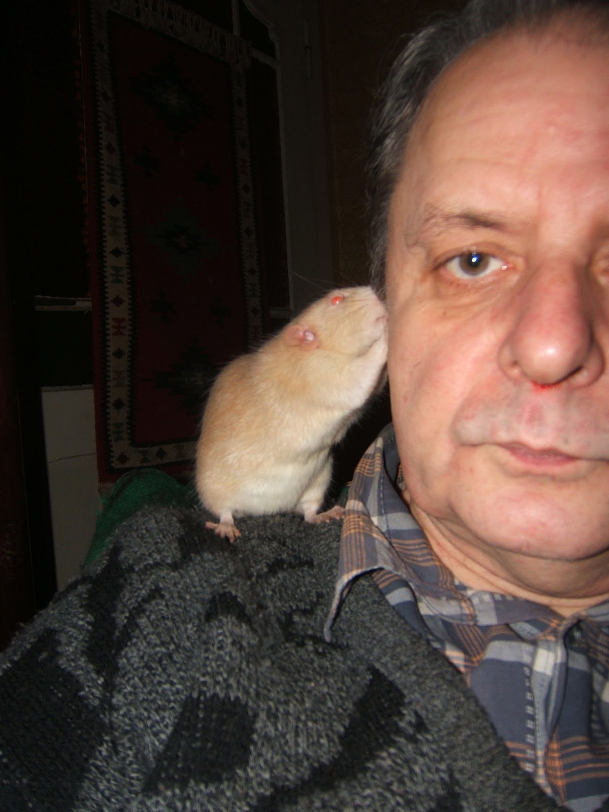 Altes und Neues von Bernd Nowack, Dessau: Rattenalltag: Die sensible Albino