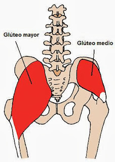Músculos glúteos mayor y medio
