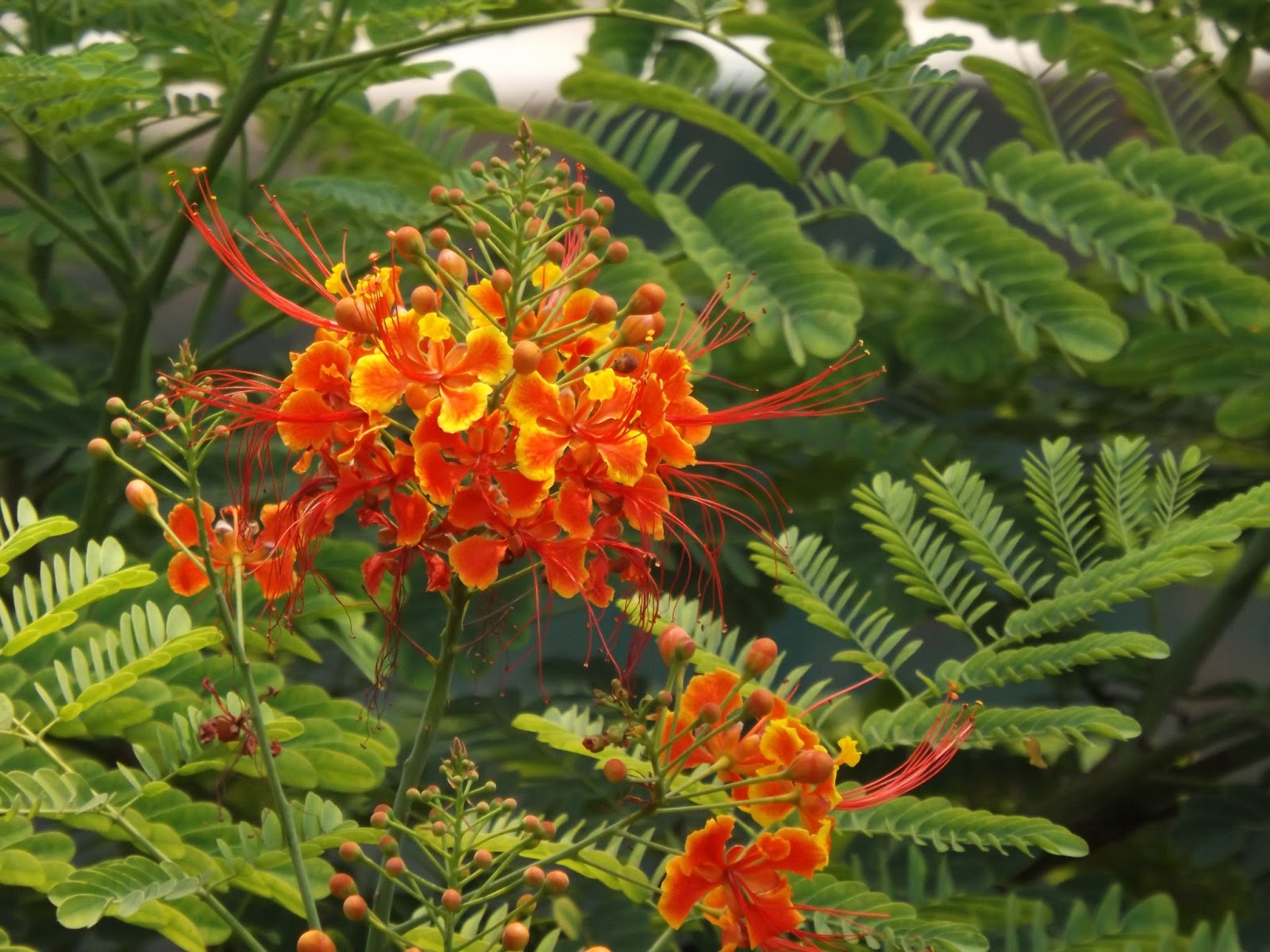 Radhachura or Peacock flower, Caesalpinia pulcherrima