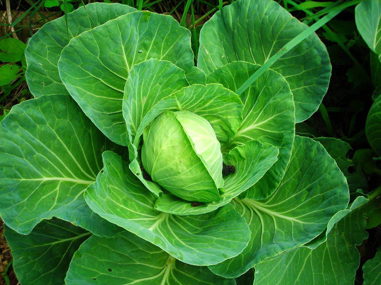 Gardening Granny's Gardening Pages Cabbage growing