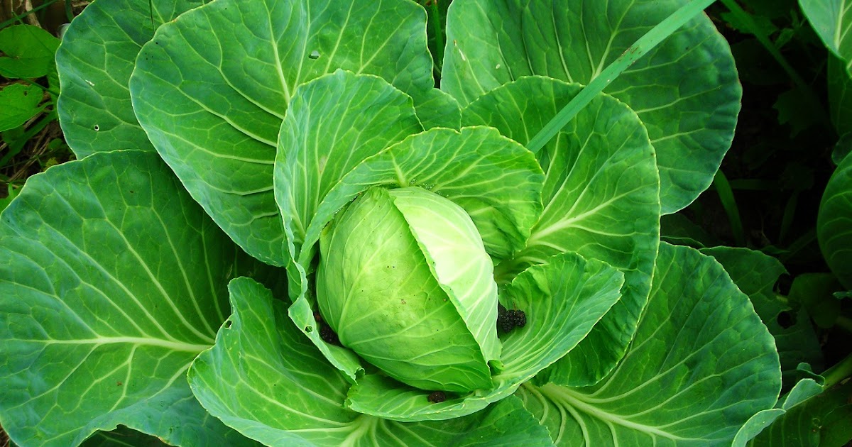 Gardening Granny's Gardening Pages Cabbage growing