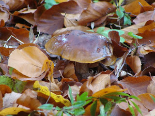 Tricholoma ustale DSC26619