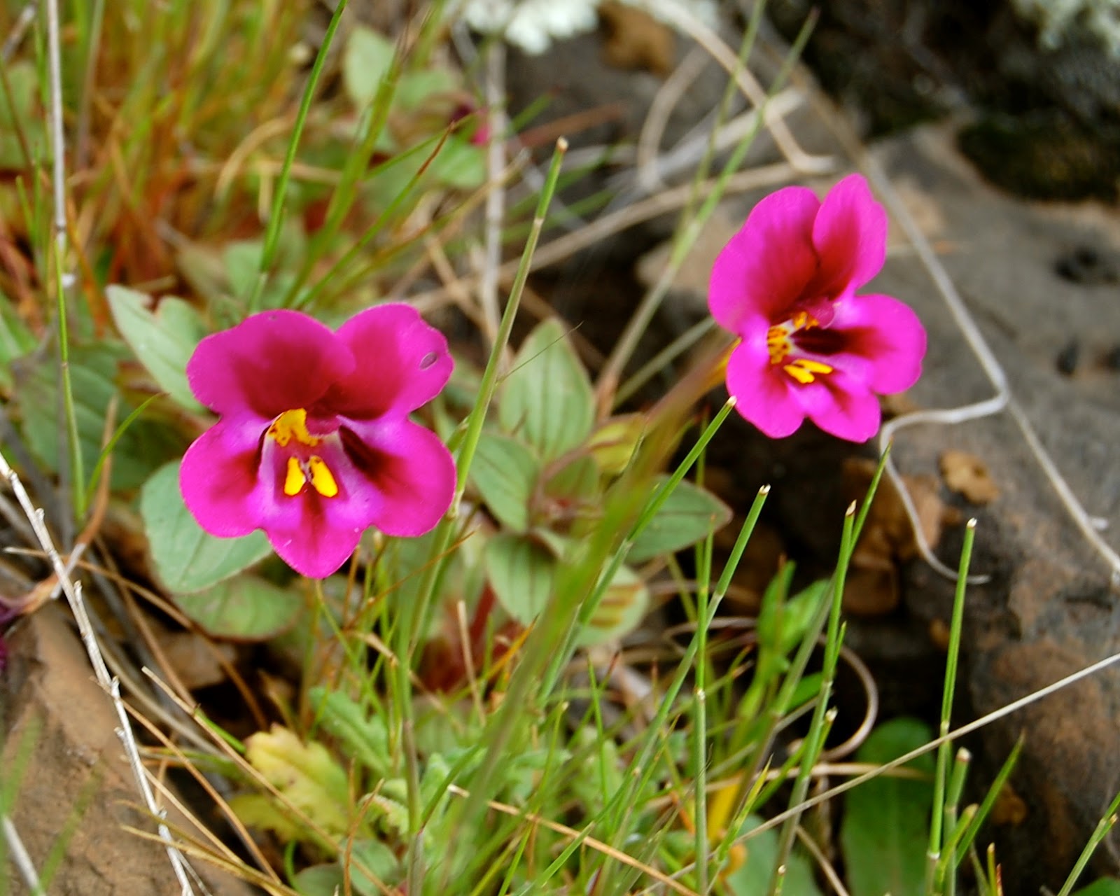 blackoaknaturalist Table Mountain flowers, Part 3
