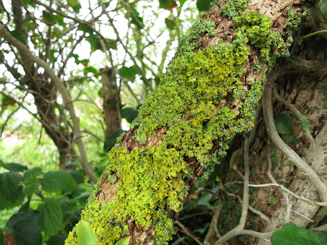 Common Orange Lichen - Xanthoria parietina - turning green because the air is damp