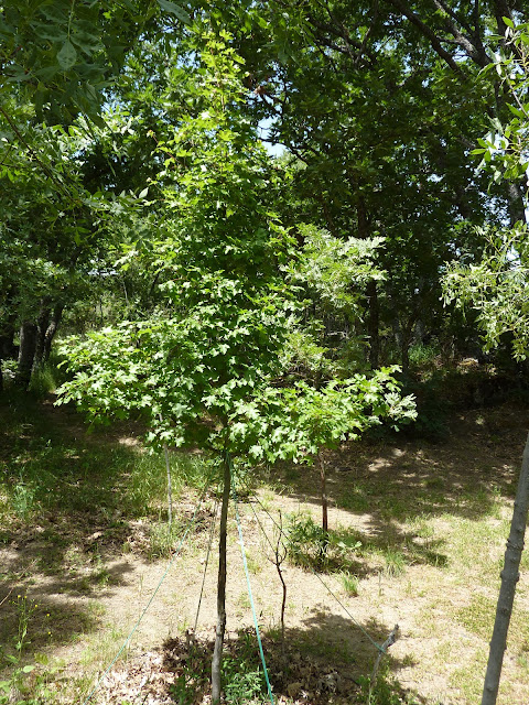 Especies forestales de la España atlántica: Arce campestre (Acer campestre)
