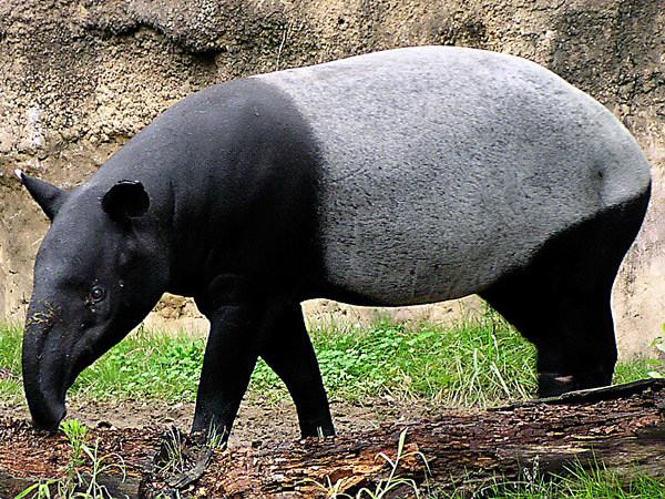 foto tapir - gambar binatang - foto tapir