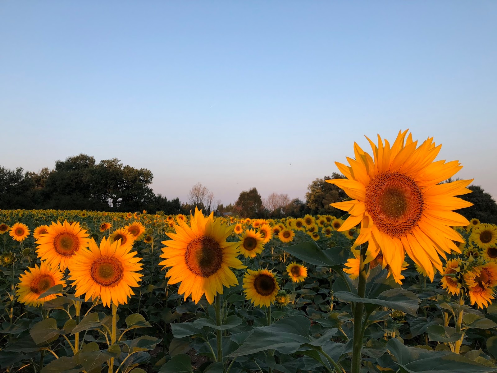 Sophie’s absolutely wonderful Scots Adventure .: Sunflowers at dawn.