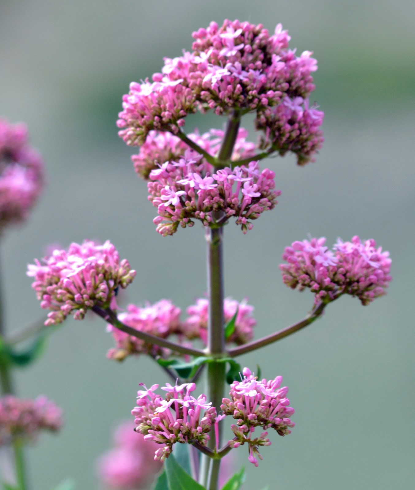 BIOMONCAYO Centranthus ruber (Valeriana Roja)
